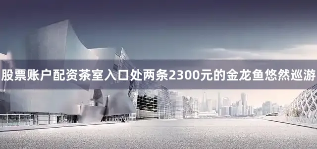 股票账户配资茶室入口处两条2300元的金龙鱼悠然巡游